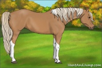Horse Color:Chestnut Tobiano 