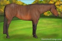 Horse Color:Bay  Brindle