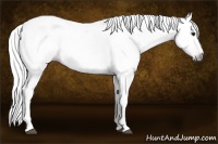 Horse Color:Gray Bay Roan  Brindle