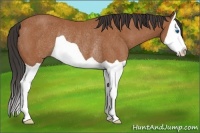 Horse Color:Bay Splash Rabicano 