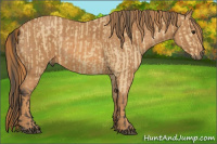 Horse Color:Buckskin  Brindle