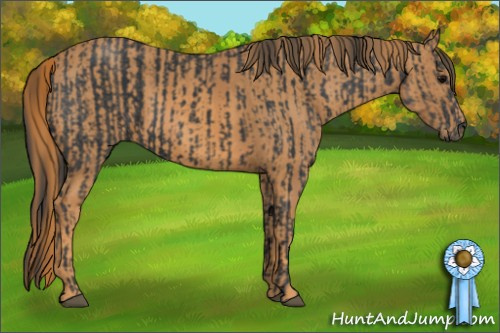 Horse Color: Black  Brindle