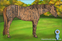 Horse Color:Black  Brindle