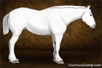 Horse Color:Gray White Spotted Grullo Splash