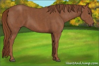 Horse Color:Chestnut Brindle