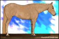 Horse Color:Chestnut Brindle