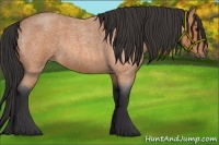 Horse Color:Bay Roan 