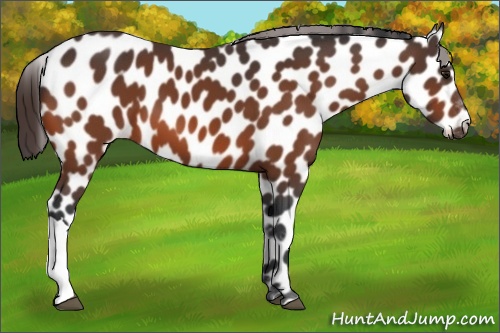 Horse Color: Brown Leopard 