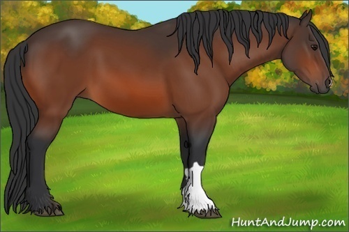 Horse Color: Bay 