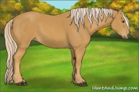 Horse Color:Palomino 