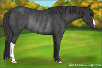 Horse Color:Brown Rabicano 
