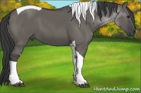 Horse Color:Grullo Tobiano