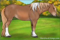 Horse Color:Chestnut Tobiano