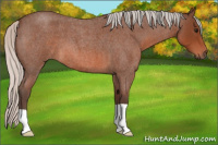 Horse Color:Silver Bay Roan 