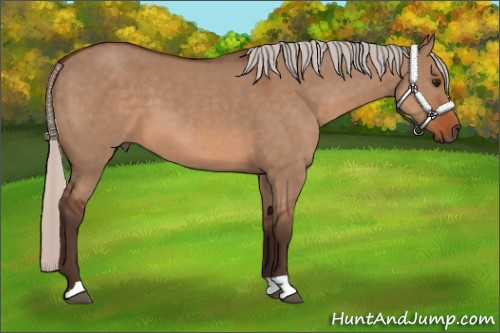 Horse Color: Silver Brown Dun 