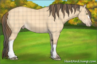 Horse Color:Plaid  Amber Champagne Dun 