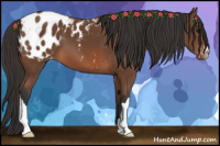 Horse Color:Bay Appaloosa