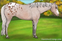 Horse Color:Silver Bay Appaloosa