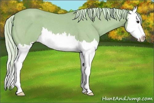 Horse Color: Watercolor Silver Bay Roan Splash 