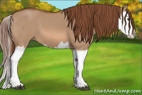 Horse Color: Red Dun Splash 
