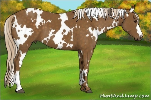 Horse Color: White Spotted Chocolate Palomino 