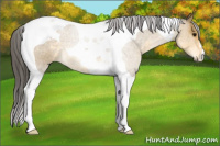 Horse Color:Buckskin Tobiano