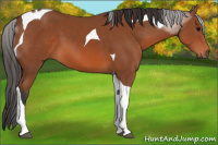 Horse Color:Bay Tobiano 