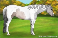 Horse Color:Brown Tobiano 