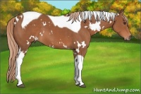 Horse Color:White Spotted Chestnut Tobiano 