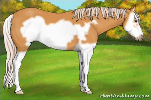 Horse Color: Palomino Splash Frame 