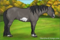 Horse Color:Grullo Frame