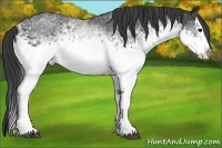 Horse Color:White Spotted Blue Roan Splash 