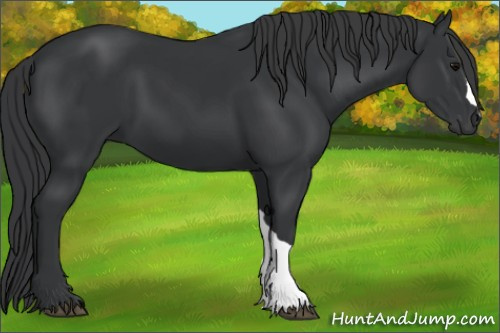 Horse Color: Brown 