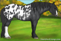 Horse Color:Brown Appaloosa Rabicano 