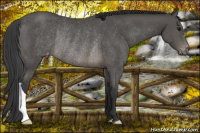 Horse Color:Brown Appaloosa Rabicano 