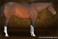 Horse Color:Bay Appaloosa 