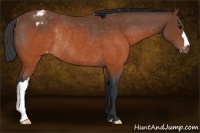 Horse Color:Brown Appaloosa Rabicano 