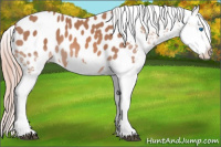 Horse Color:Chestnut Splash Appaloosa 