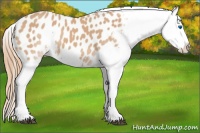 Horse Color:Chestnut Splash Near Leopard 