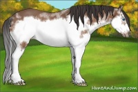 Horse Color:Bay Splash Frame 