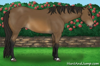 Horse Color:Gray Buckskin