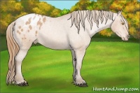 Horse Color:Bay Pearl Appaloosa 