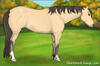 Horse Color:Buckskin 