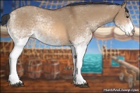 Horse Color:White Spotted Bay Dun Rabicano 