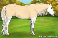 Horse Color:Palomino Dun Splash