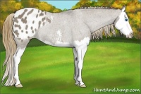 Horse Color:Smoky Grullo Splash Appaloosa Rabicano 