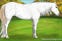 Horse Color:Smoky Grullo Near Leopard Rabicano 