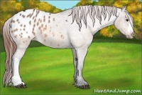 Horse Color:Bay Roan Dun Appaloosa 