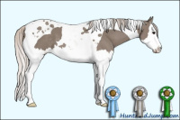 Horse Color:Silver Grullo Splash Tobiano 