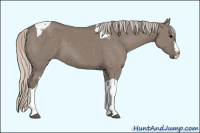 Horse Color:Silver Grullo Splash Tobiano